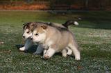 ALASKAN MALAMUTE 630